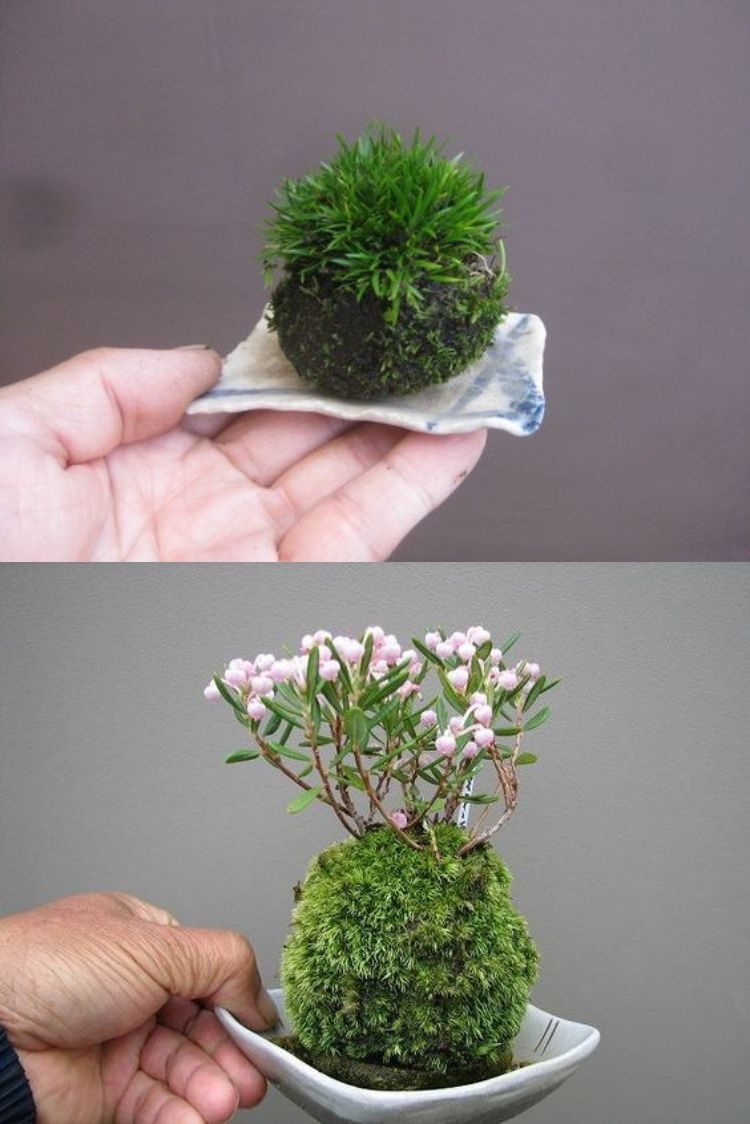 DIY: 25 ideias para plantar utilizando a arte do kokedama