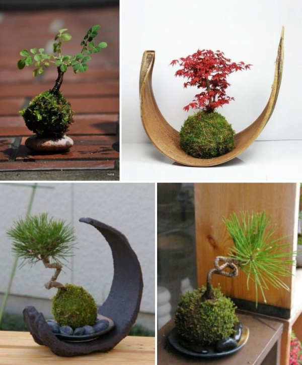 DIY: 25 ideias para plantar utilizando a arte do kokedama