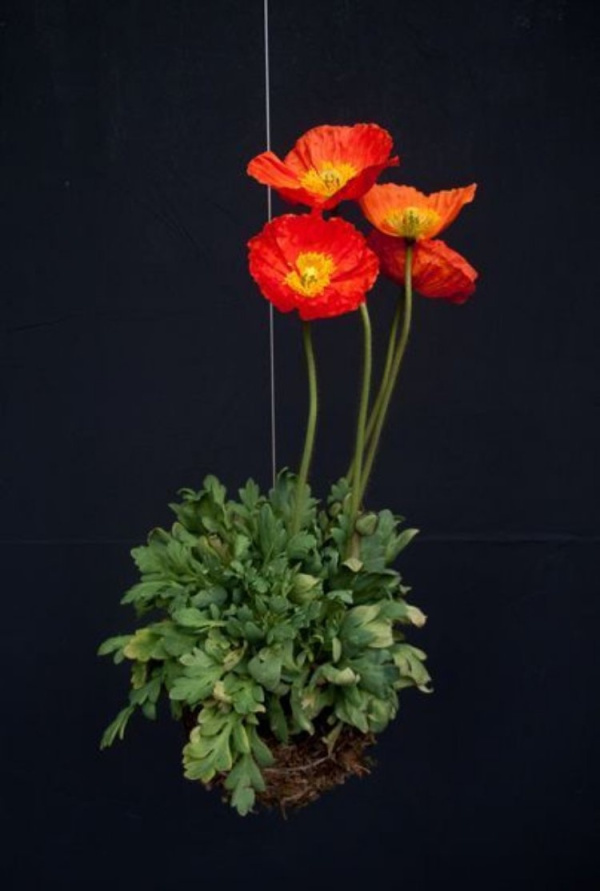 DIY: 25 ideias para plantar utilizando a arte do kokedama