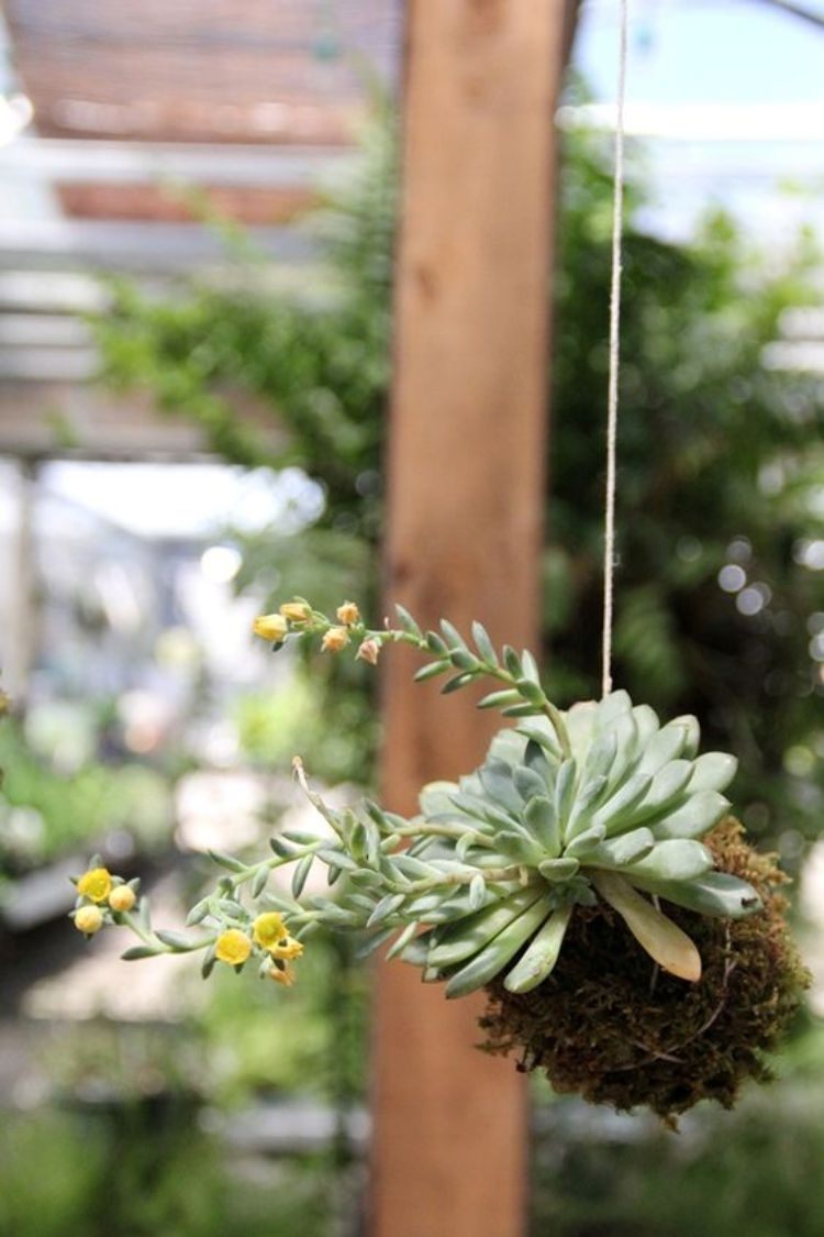 DIY: 25 ideias para plantar utilizando a arte do kokedama