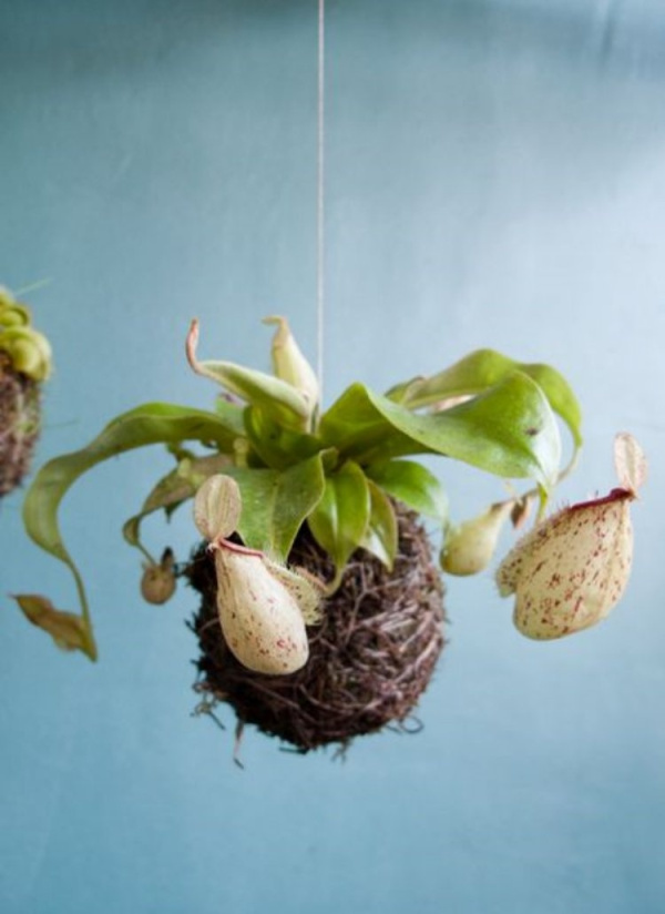 DIY: 25 ideias para plantar utilizando a arte do kokedama