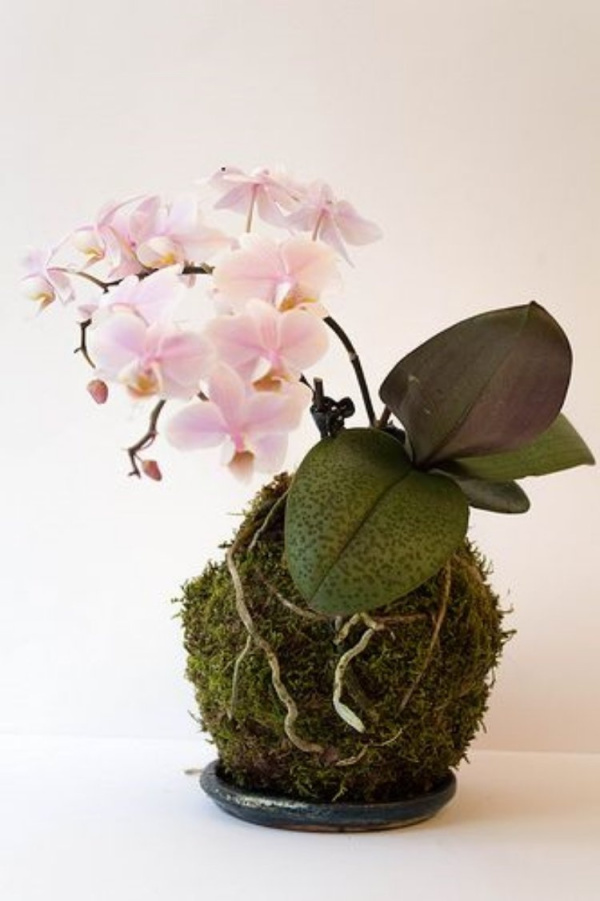DIY: 25 ideias para plantar utilizando a arte do kokedama