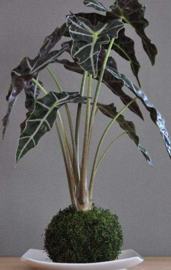DIY: 25 ideias para plantar utilizando a arte do kokedama