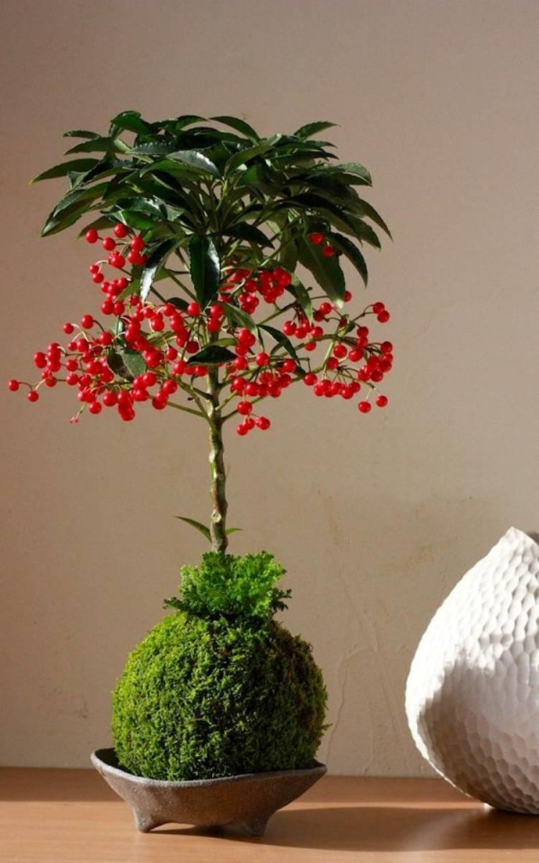 DIY: 25 ideias para plantar utilizando a arte do kokedama