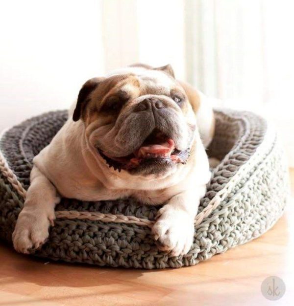 28 Ideias de cama para o seu pet