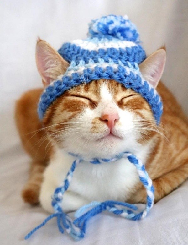 14 modelos divertidos de chapéus para pets