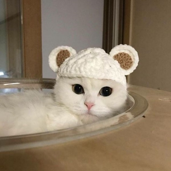 14 modelos divertidos de chapéus para pets