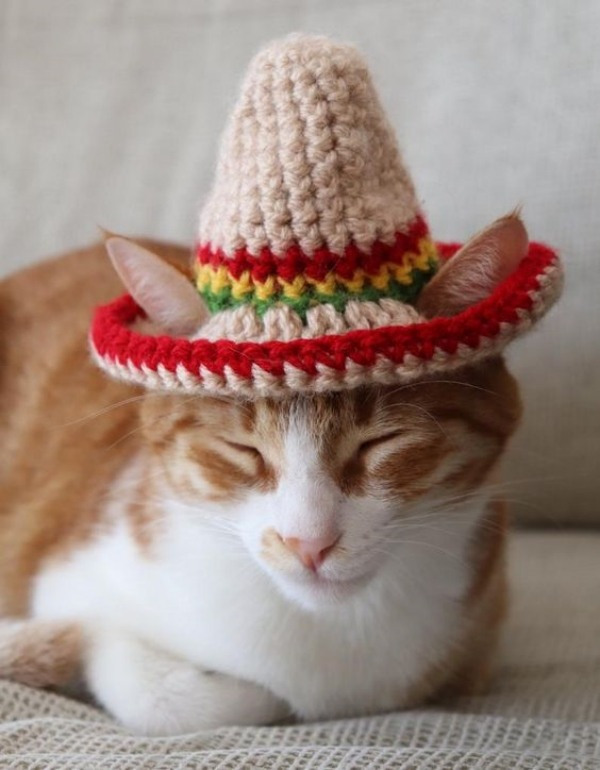 14 modelos divertidos de chapéus para pets