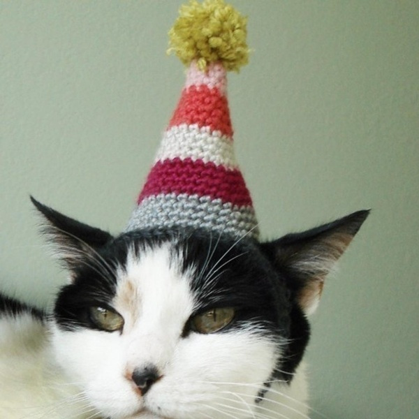 14 modelos divertidos de chapéus para pets