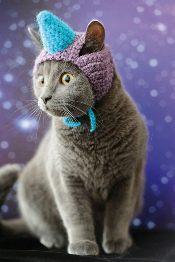 14 modelos divertidos de chapéus para pets