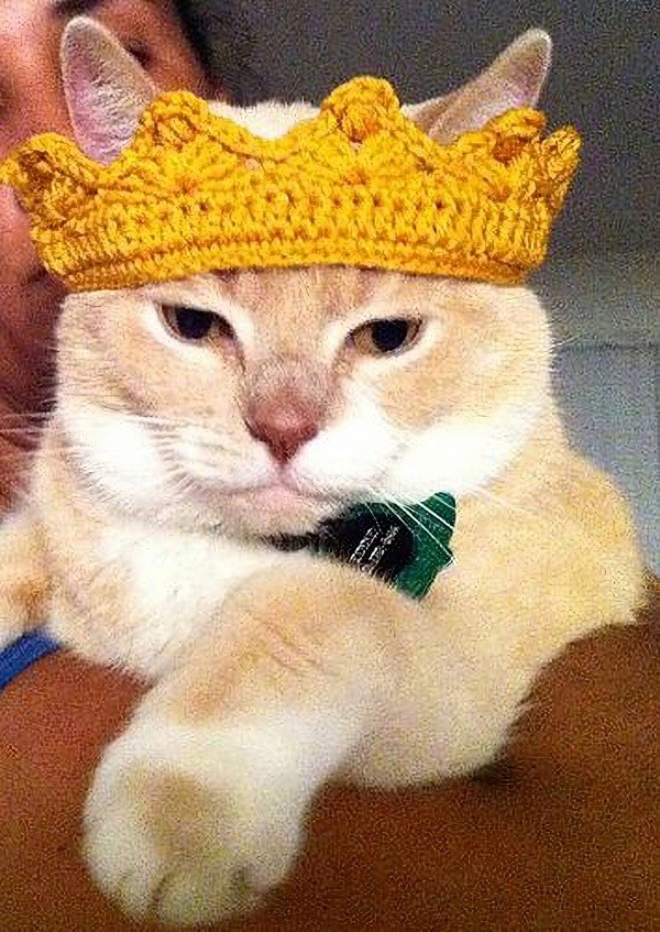14 modelos divertidos de chapéus para pets
