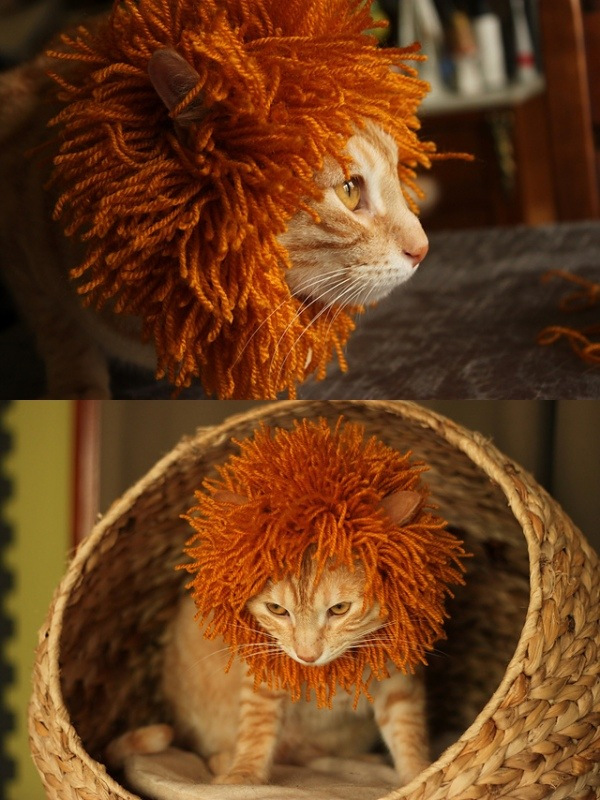 14 modelos divertidos de chapéus para pets
