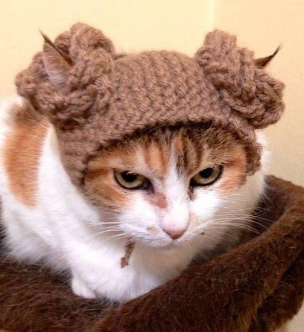 14 modelos divertidos de chapéus para pets