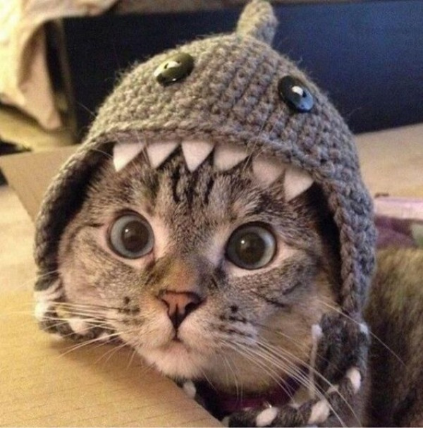 14 modelos divertidos de chapéus para pets