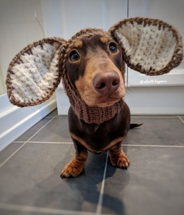 15 Ideias divertidas de chapéu para cachorros