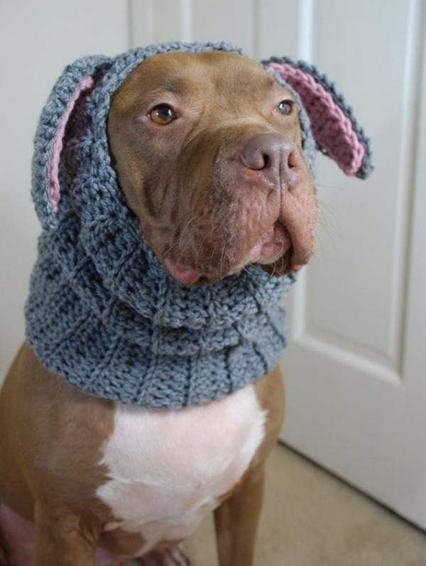 15 Ideias divertidas de chapéu para cachorros