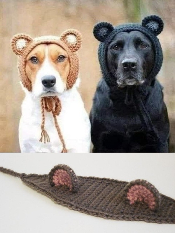 15 Ideias divertidas de chapéu para cachorros
