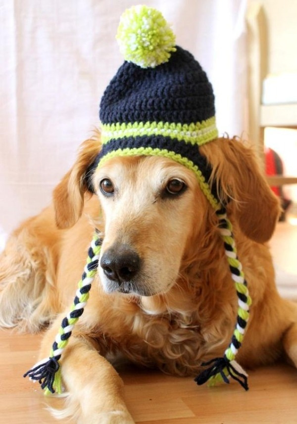 15 Ideias divertidas de chapéu para cachorros