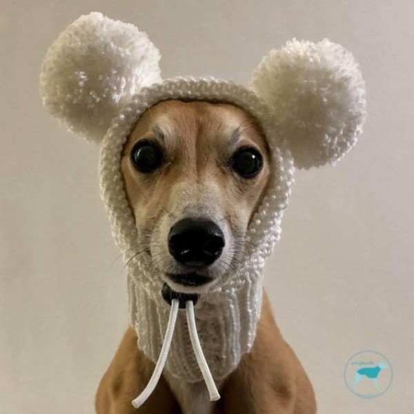 15 Ideias divertidas de chapéu para cachorros
