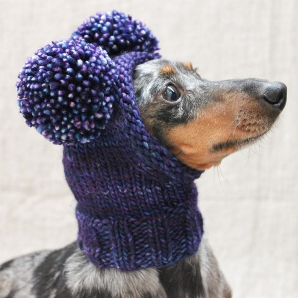 15 Ideias divertidas de chapéu para cachorros