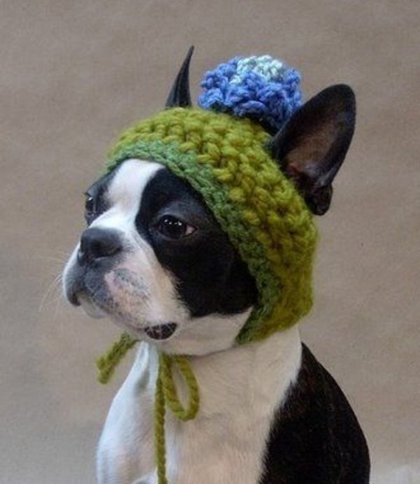 15 Ideias divertidas de chapéu para cachorros