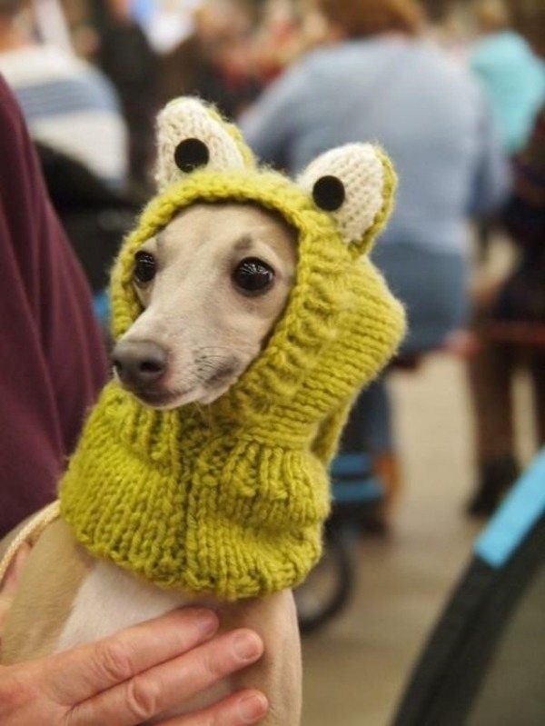 15 Ideias divertidas de chapéu para cachorros