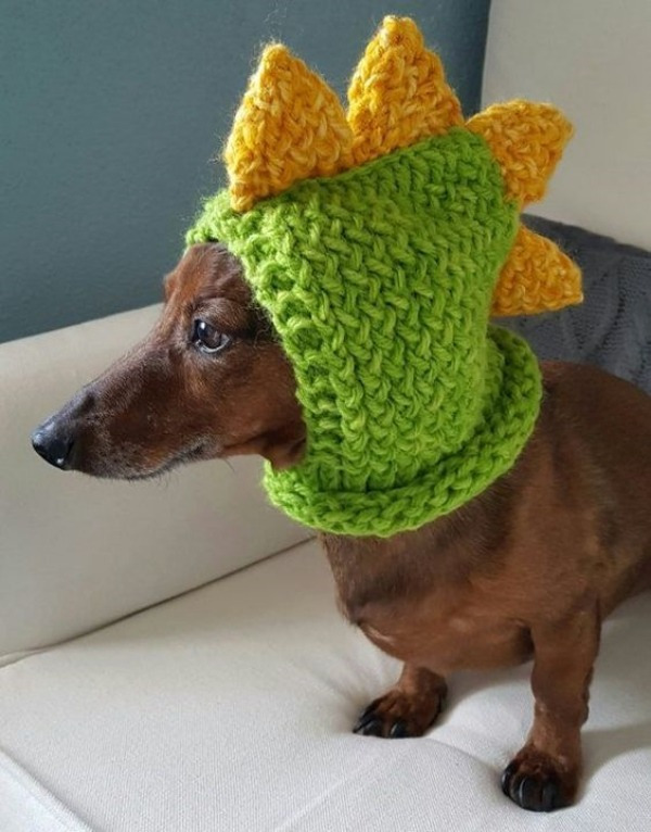 15 Ideias divertidas de chapéu para cachorros