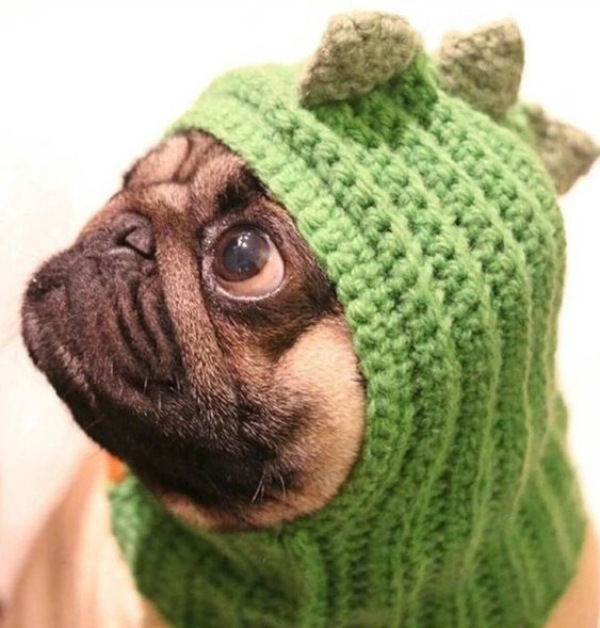 15 Ideias divertidas de chapéu para cachorros
