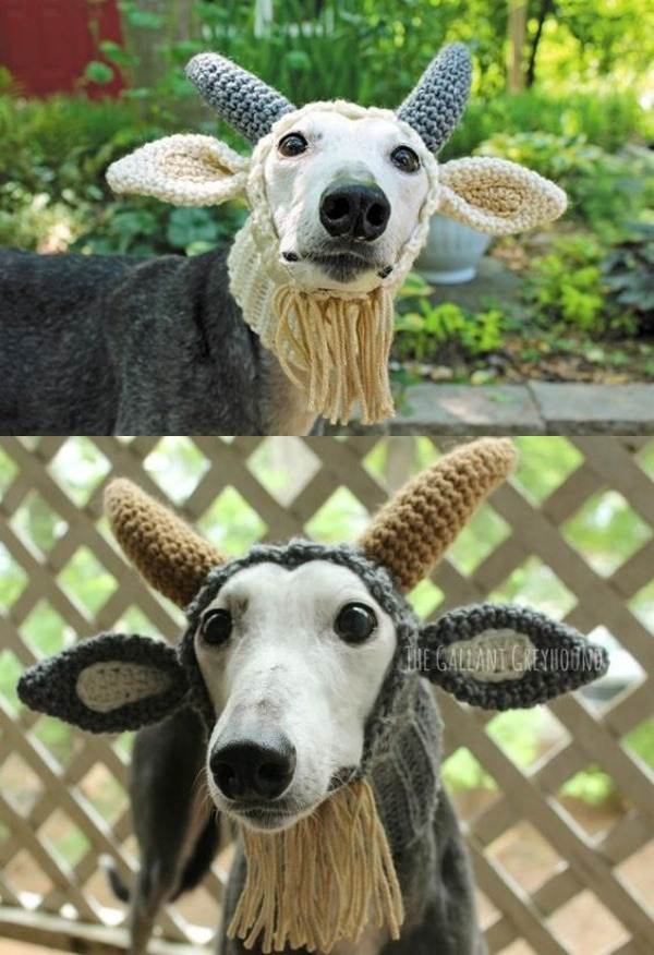 15 Ideias divertidas de chapéu para cachorros