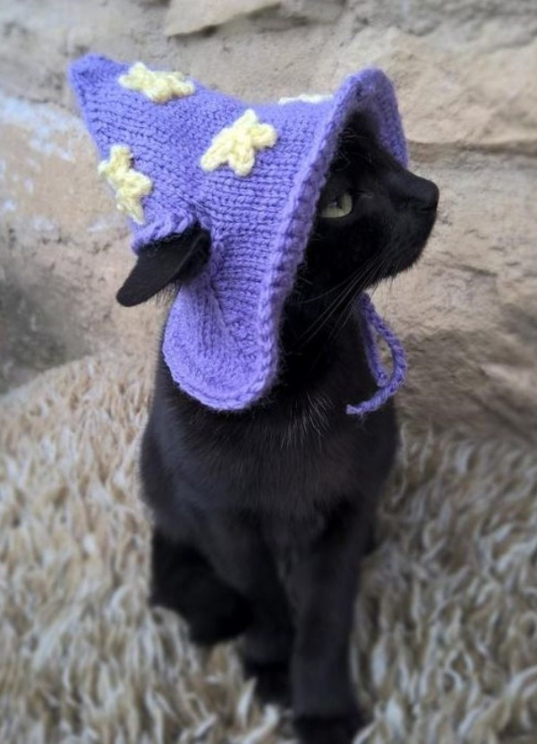 12 Inspirações de chapéu para gatos criativos e divertidos