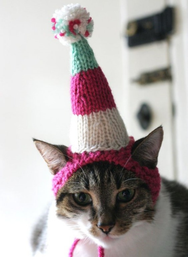 12 Inspirações de chapéu para gatos criativos e divertidos