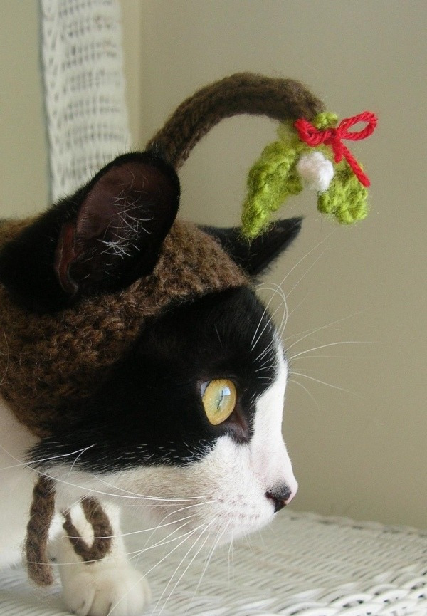 12 Inspirações de chapéu para gatos criativos e divertidos