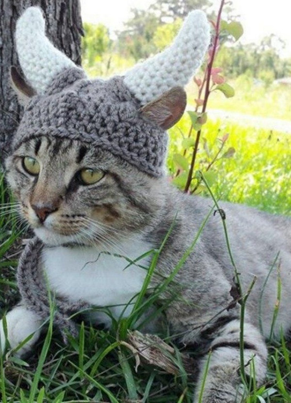 12 Inspirações de chapéu para gatos criativos e divertidos