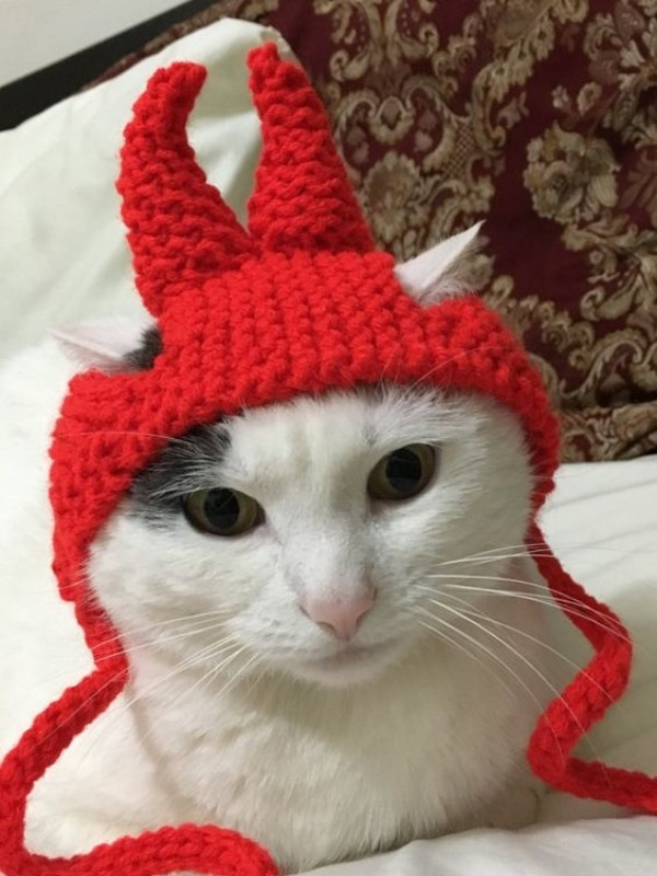 12 Inspirações de chapéu para gatos criativos e divertidos