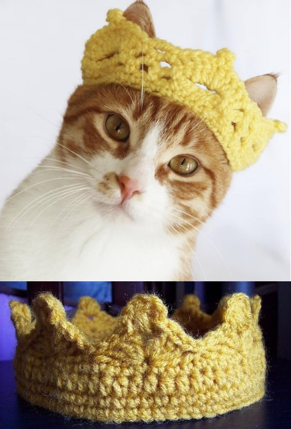 12 Inspirações de chapéu para gatos criativos e divertidos