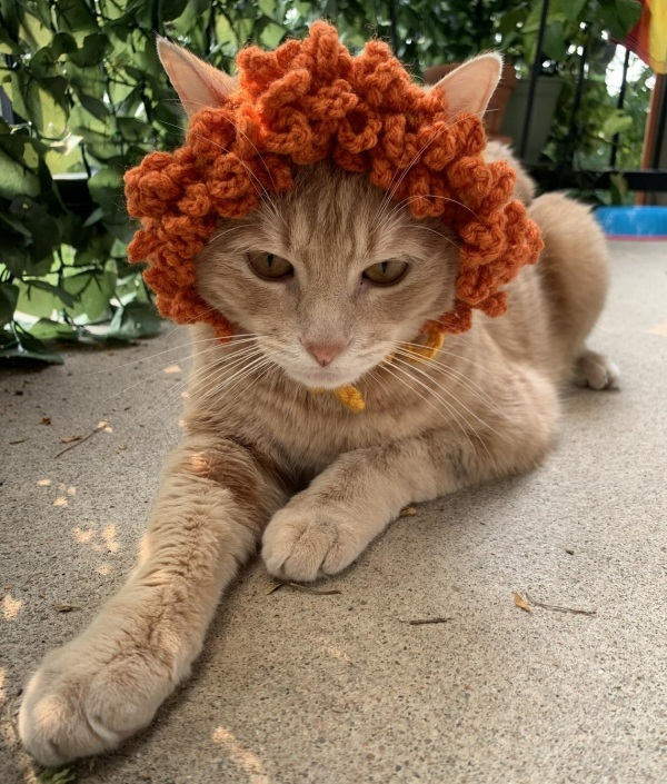 12 Inspirações de chapéu para gatos criativos e divertidos