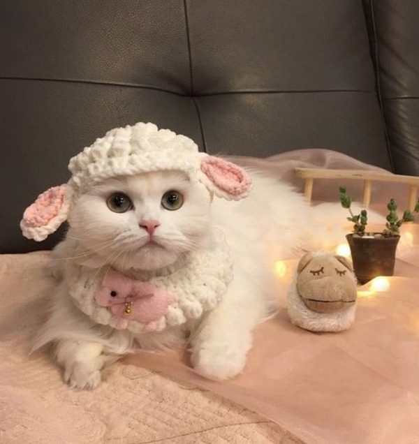12 Inspirações de chapéu para gatos criativos e divertidos