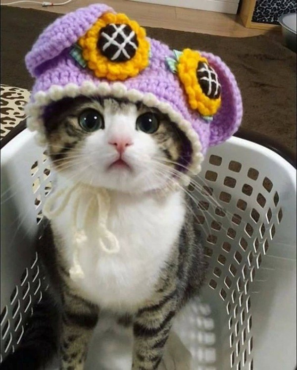 12 Inspirações de chapéu para gatos criativos e divertidos