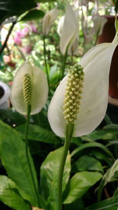 Plantas que dão sorte - lírio da paz