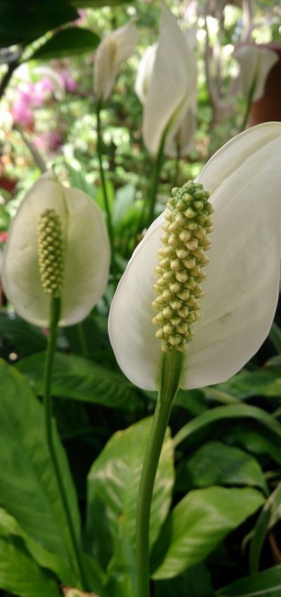Plantas que dão sorte - lírio da paz