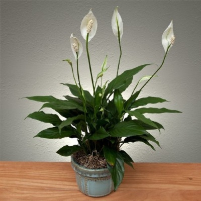 Plantas para trazer a sorte - lirio da paz