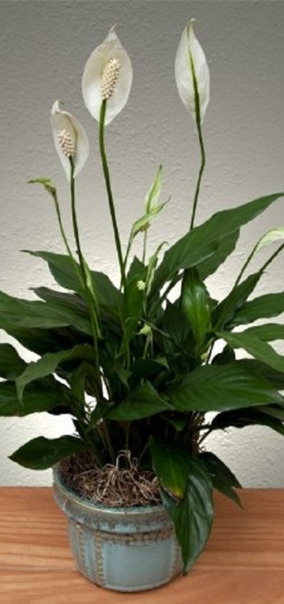 Plantas para trazer a sorte - lirio da paz