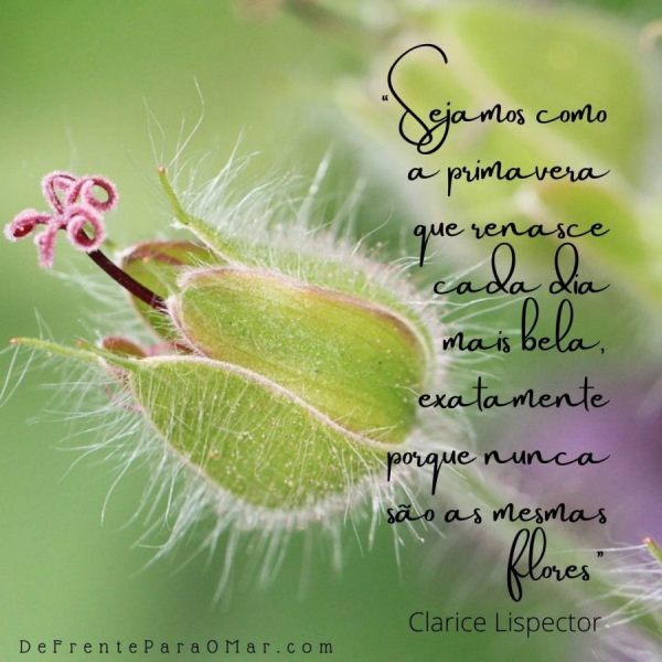 “Sejamos como a primavera que renasce cada dia mais bela, exatamente porque nunca são as mesmas flores” disse Clarice Lispector