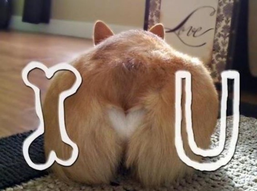 01b-foto-bichanos-bumbum