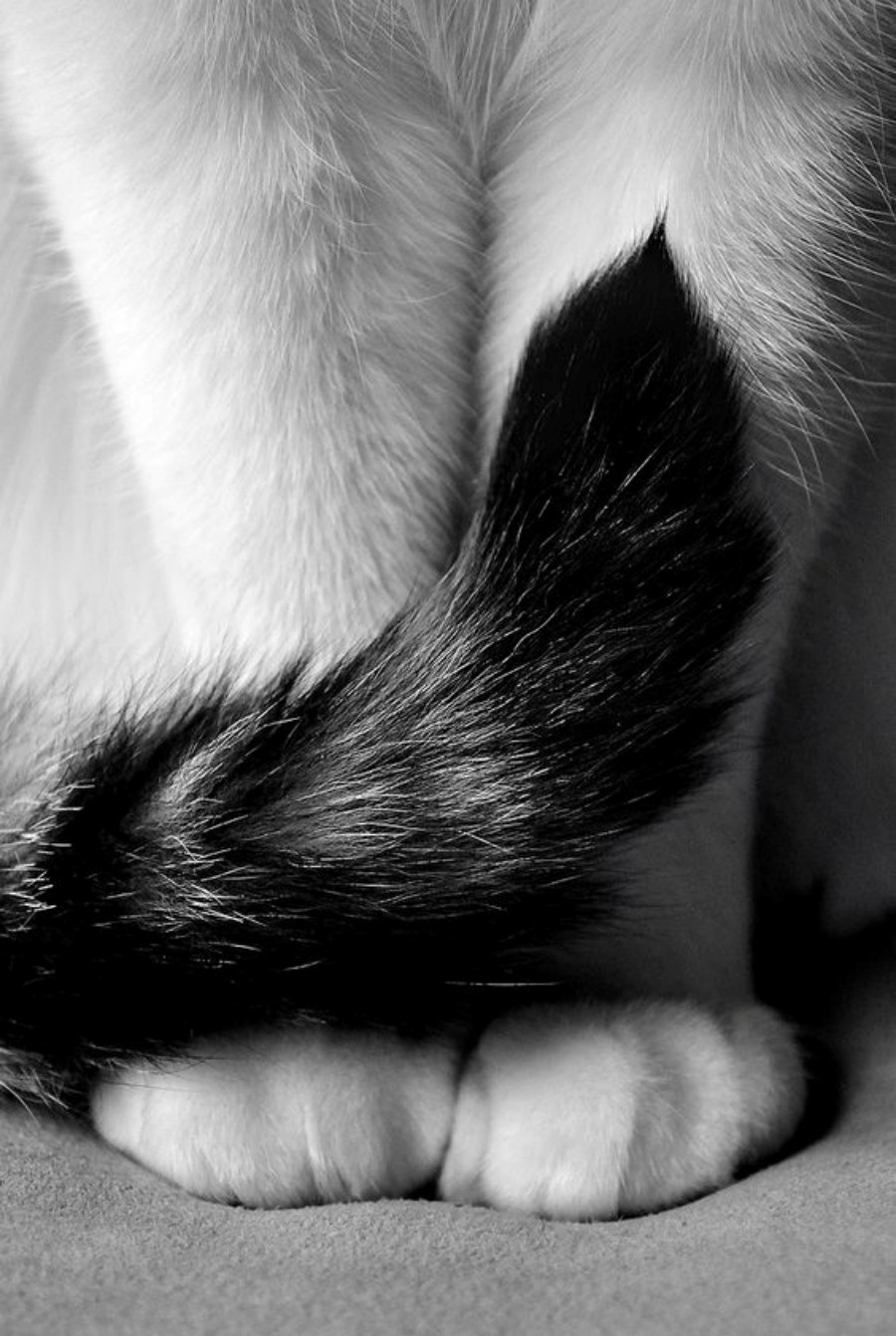 03a-foto-bichanos-patas