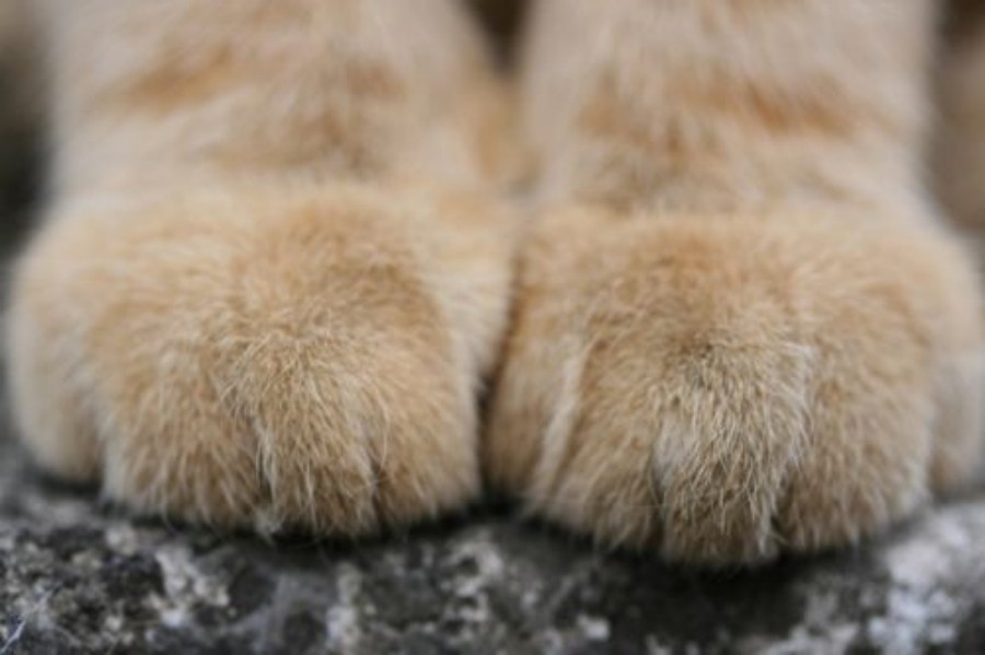 03c-foto-bichanos-patas