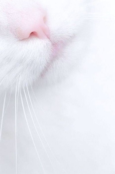 11a-foto-bichanos-gato