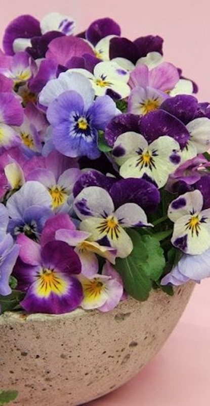 decoração - vaso amor-perfeito - ultravioleta