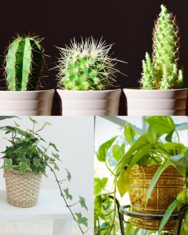 Feng Shui: 8 objetos(comuns) que podem dar azar dentro de casa