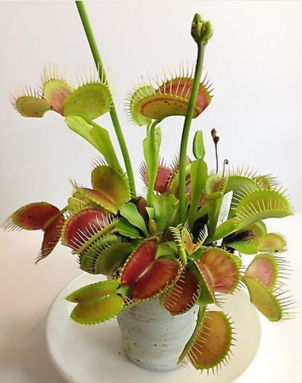 Conheça e cultive estas exóticas plantas carnívoras - dionaea